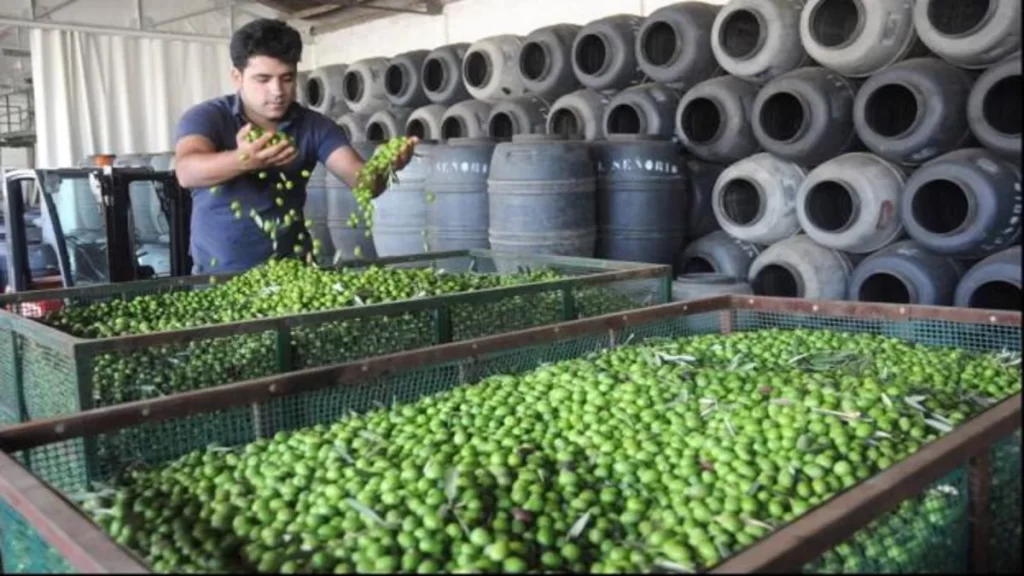 Principio de acuerdo en el precio de la aceituna de productores e industria olivarera