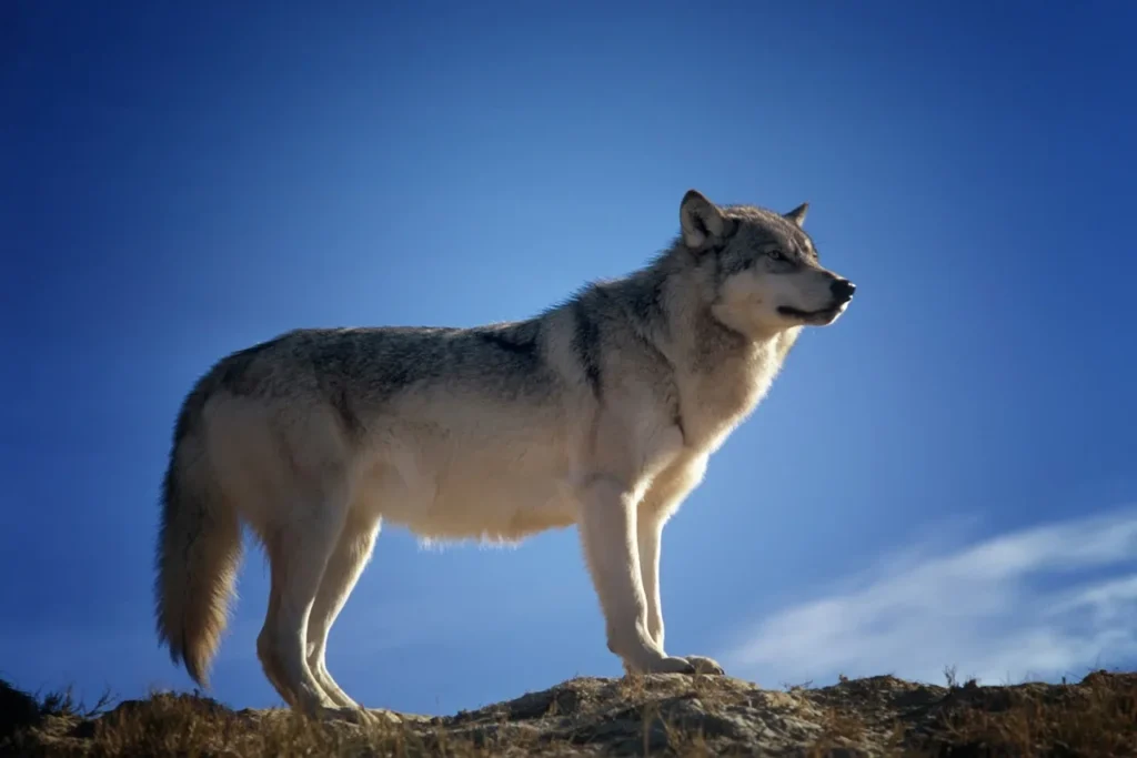La batalla contra el lobo feroz del Tío Celipi