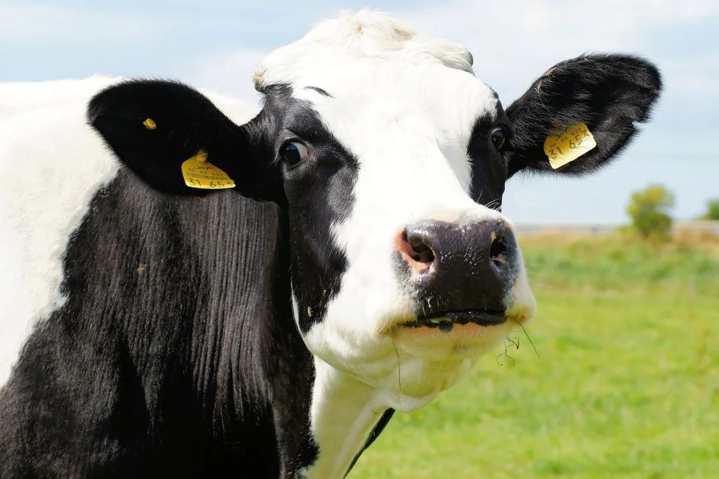Agricultura vacunará todas las explotaciones ganaderas de la región contra la lengua azul
